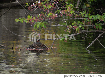 Little Grebe incubating by building a nest under the cherry blossoms Little Grebe incubating by building a nest under the cherry blossoms 86969797