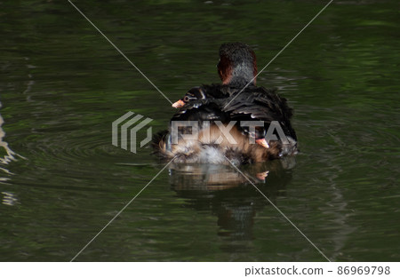 Little Grebe parents and children busy raising children 86969798