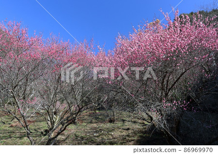 Saidani Ryoma Park's red plums begin to bloom in winter (Nankoku City, Kochi Prefecture) Saidani Ryoma Park's red plums begin to bloom in winter (Nankoku City, Kochi Prefecture) 86969970