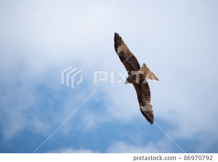 Black kite flying high in the blue sky with big wings 86970792