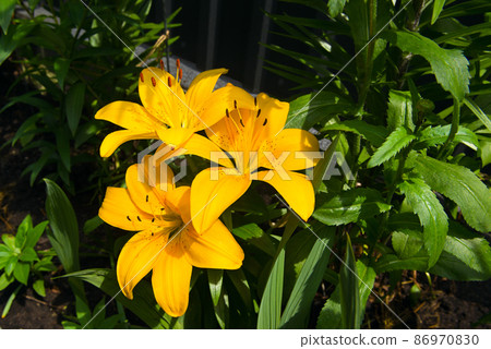 Yellow lily flowers in the garden. 86970830