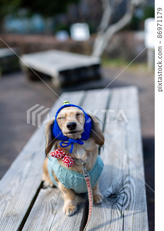 Dachshund Setsubun taking a walk in the park Dachshund Setsubun taking a walk in the park 86971179