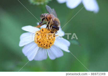 Bees eating nectar 86971349