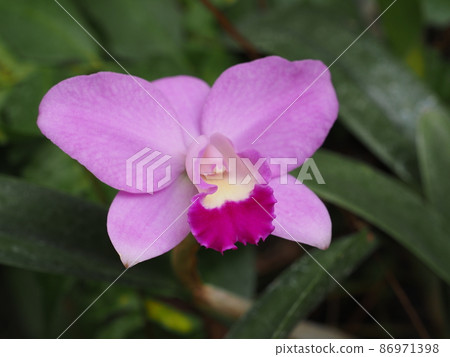 Cattleya 86971398