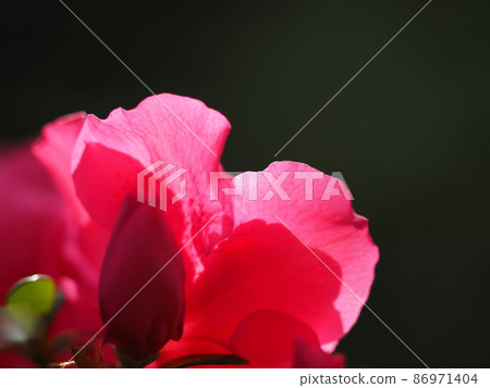 Azalea 86971404