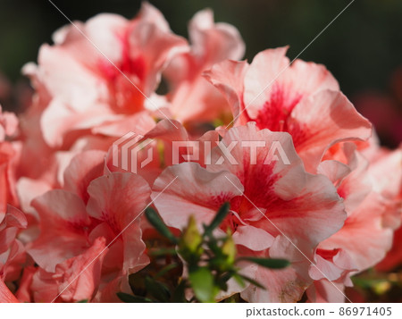 Azalea 86971405