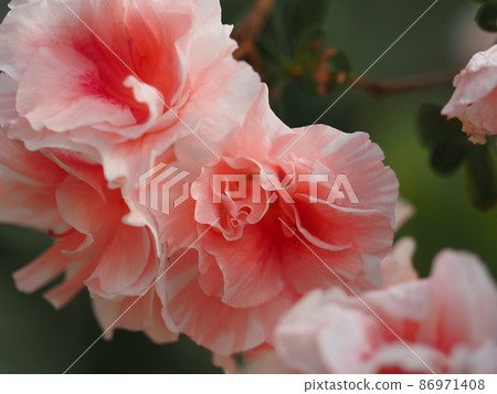 Azalea Azalea 86971408