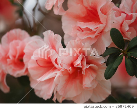 Azalea Azalea 86971409