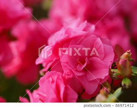 Azalea Azalea 86971412