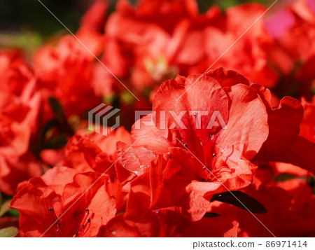 Azalea 86971414