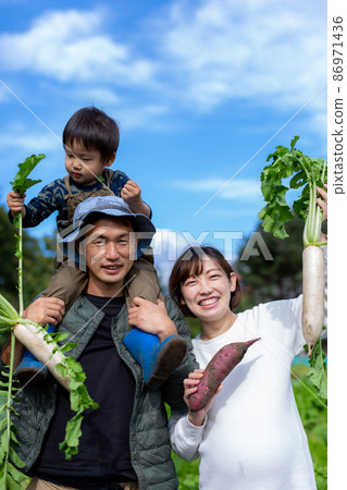 Family potato digging, sweet potato field harvest Family potato digging, sweet potato field harvest 86971436