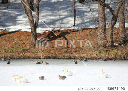 Wild birds by the water in winter 86971490