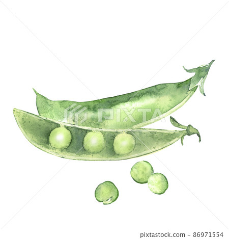 Composition of watercolor pea pods. Illustrated organic food. Design for menu, receipt, label and packaging. 86971554