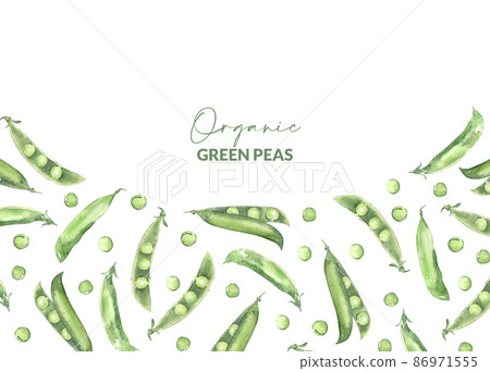 Bordure design of watercolor pea pods. Illustrated organic food. Backdrop for menu, receipt, label and packaging. Bordure design of watercolor pea pods. Illustrated organic food. Backdrop for menu, receipt, label and packaging. 86971555