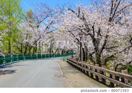 熊本城“櫻花和二之丸公園的城堡”春季熊本城（櫻花花） 86971563