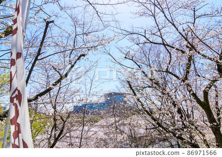 從熊本城內看櫻花季 熊本城 從熊本城內看櫻花季 熊本城 86971566