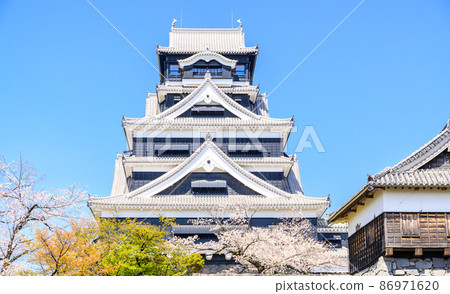 Cherry blossom season: Cherry blossoms and castle tower from inside Kumamoto Castle Kumamoto Castle 86971620