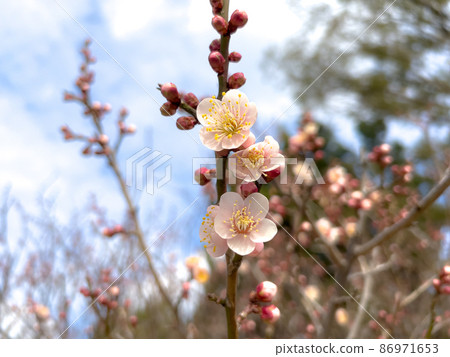 Kagawa / Takinomiya Temmangu in the plum season Kagawa / Takinomiya Temmangu in the plum season 86971653