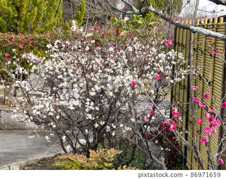 Kagawa / Takinomiya Temmangu in the plum season Kagawa / Takinomiya Temmangu in the plum season 86971659