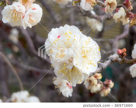 Kagawa / Takinomiya Temmangu in the plum season 86971660