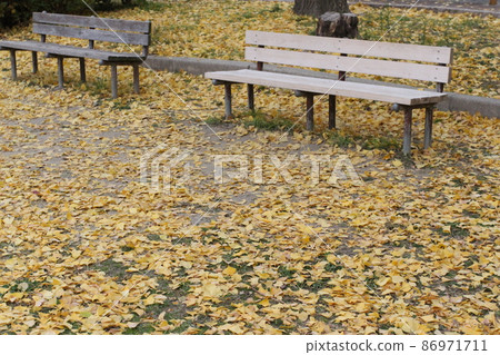 Ginkgo leaves falling on the ground of the park 86971711