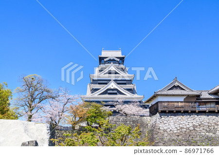 Kumamoto Castle and cherry blossoms 86971766