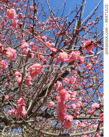 Plums blooming in winter 1 86971828