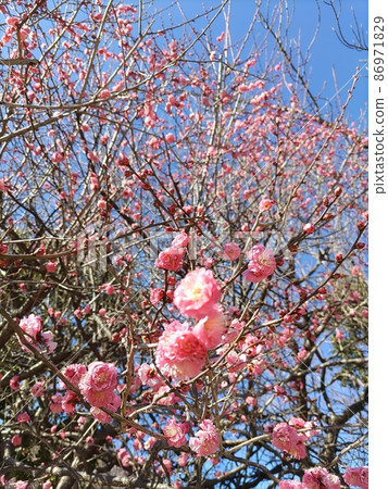 Plums blooming in winter 2 Plums blooming in winter 2 86971829
