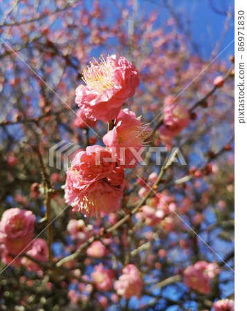 Plums blooming in winter 3 86971830