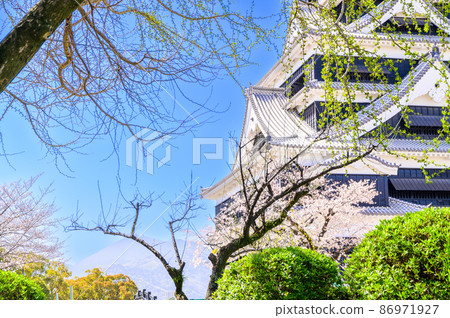 Kumamoto Castle and cherry blossoms 86971927