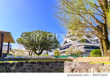 熊本城和櫻花 86971929