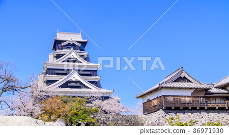 Kumamoto Castle and cherry blossoms 86971930