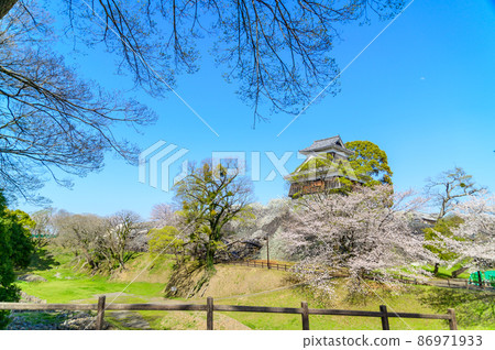 Kumamoto Castle and cherry blossoms Kumamoto Castle and cherry blossoms 86971933