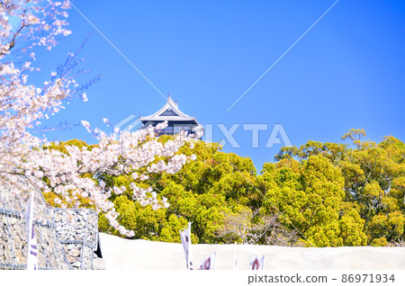 Kumamoto Castle and cherry blossoms 86971934