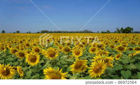 Beautiful sunflower field on a sunny day Beautiful sunflower field on a sunny day 86972564