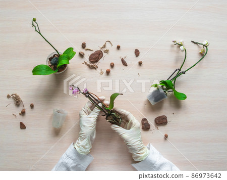 Transplanting damaged mini orchids. Home gardening, breeding of orchids. Diseases of orchids, taking care of healthy roots. Flat lay, top view. 86973642