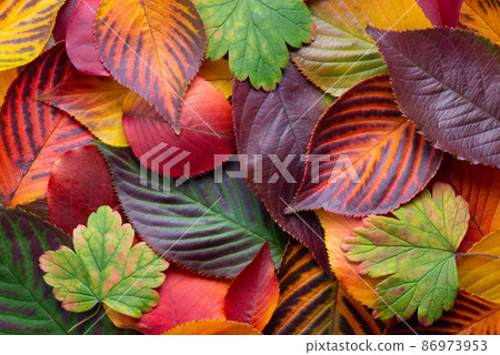 top view of red, green and yellow sakura leaves  86973953