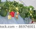Strawberry picking 86974001