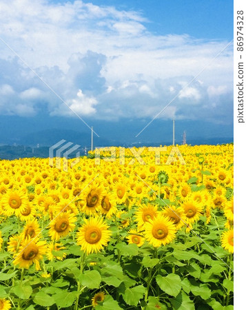 "Sunflower field" Hokuto City, Yamanashi Prefecture 86974328