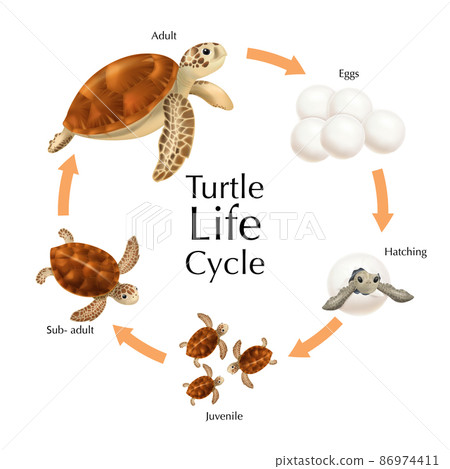 Turtle Life Cycle Set Turtle Life Cycle Set 86974411