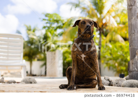Dog is sitting near sun bed between palm trees. Portrait of the dog guarding a garden. 86974418