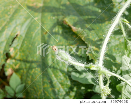 Watermelon fruit Watermelon fruit 86974668