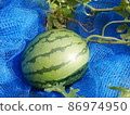 watermelon   86974950