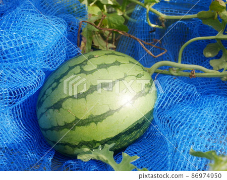 watermelon watermelon 86974950