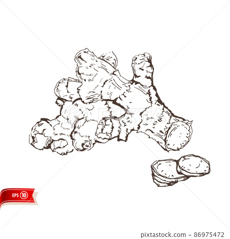 Hand sketched fresh ginger root with slices isolated on white background. Vector drawing for poster, web design, banner, card, flyer, icon, logo or badge. 86975472