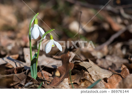 Close up of snowdrop flowers blooming in sunny spring day in the forest - selective focus, copy space Close up of snowdrop flowers blooming in sunny spring day in the forest - selective focus, copy space 86976144