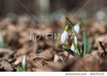 Close up of snowdrop flowers blooming in sunny spring day in the forest - selective focus, copy space Close up of snowdrop flowers blooming in sunny spring day in the forest - selective focus, copy space 86976145