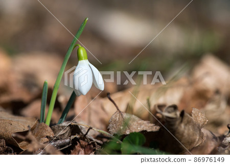 Close up of snowdrop flowers blooming in sunny spring day in the forest - selective focus, copy space Close up of snowdrop flowers blooming in sunny spring day in the forest - selective focus, copy space 86976149