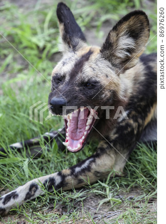 Wild African dog yawns widely showing predatory teeth. Wild African dog yawns widely showing predatory teeth. 86976260