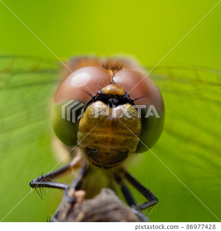 Sympetrum frequens, a dragonfly insect that represents autumn that begins to fly from summer Sympetrum frequens, a dragonfly insect that represents autumn that begins to fly from summer 86977428